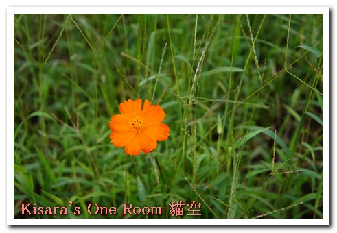 貓空樟樹步道:樟樹歩道賞波斯菊(秋.貓空之旅.二)