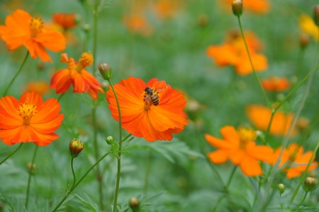 貓空樟樹步道:樟樹歩道賞波斯菊(秋.貓空之旅.二)