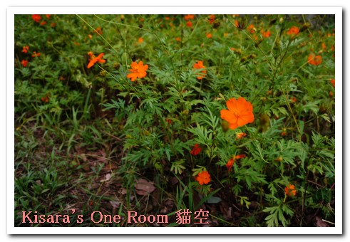 貓空樟樹步道:樟樹歩道賞波斯菊(秋.貓空之旅.二)