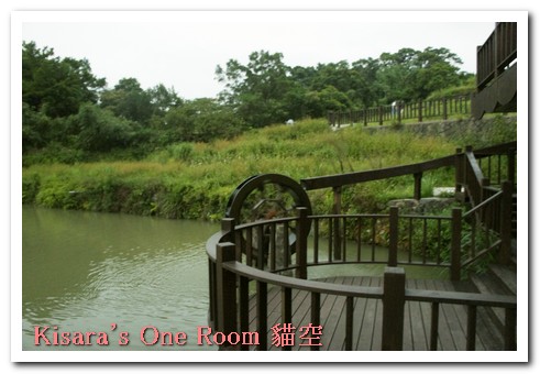 貓空樟樹步道:樟樹歩道賞波斯菊(秋.貓空之旅.二)