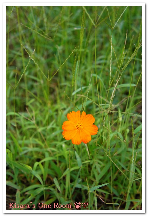 貓空樟樹步道:樟樹歩道賞波斯菊(秋.貓空之旅.二)
