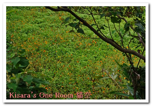 貓空樟樹步道:樟樹歩道賞波斯菊(秋.貓空之旅.二)