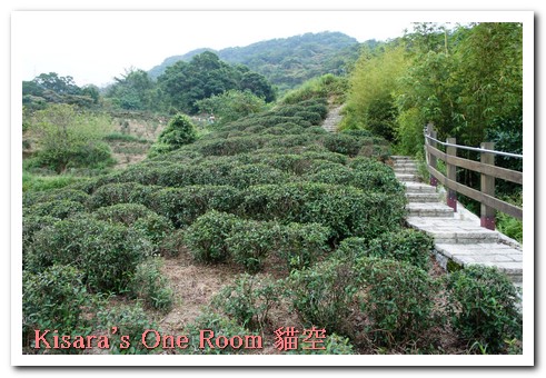 貓空樟樹步道:樟樹歩道賞波斯菊(秋.貓空之旅.二)