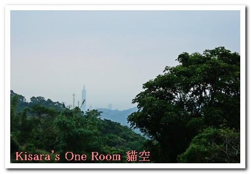 貓空樟樹步道:樟樹歩道賞波斯菊(秋.貓空之旅.二)