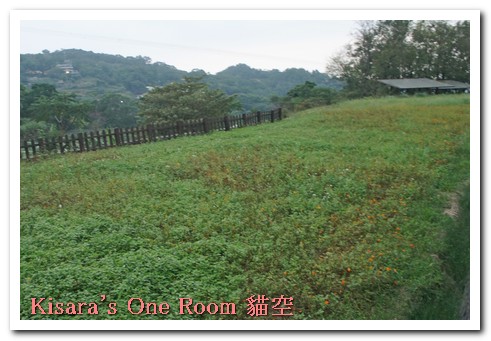 貓空樟樹步道:樟樹歩道賞波斯菊(秋.貓空之旅.二)