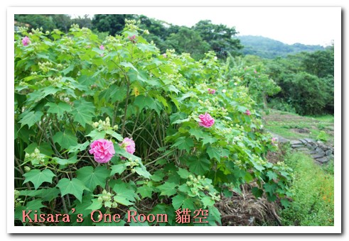 貓空樟樹步道:樟樹歩道賞波斯菊(秋.貓空之旅.二)