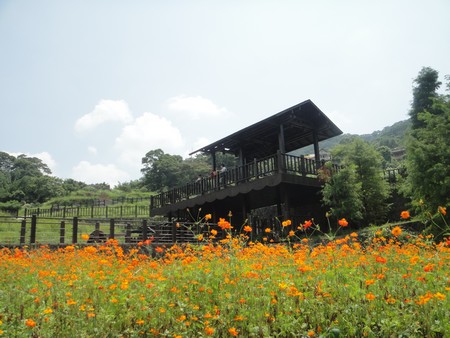 貓空樟樹步道:樟樹歩道賞波斯菊(秋.貓空之旅.二)