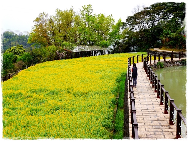 貓空樟樹步道賞魯冰花