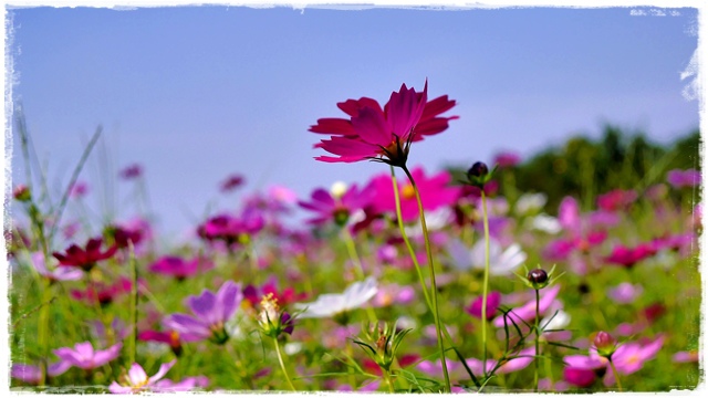木柵樟樹步道波斯菊花海
