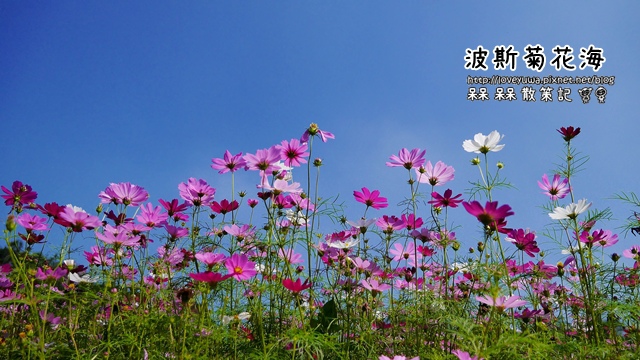 木柵樟樹步道波斯菊花海