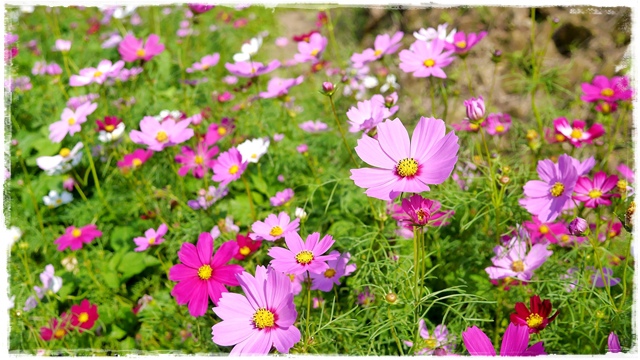 木柵樟樹步道波斯菊花海