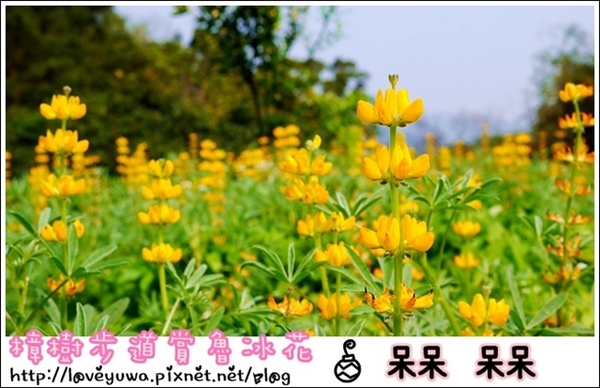 貓空樟樹步道:【台北◍•ᴗ•◍文山】賞花・樟樹步道賞魯冰花2015・3/19花況✯文山木柵貓空魯冰花景點|貓空的茶園開滿花