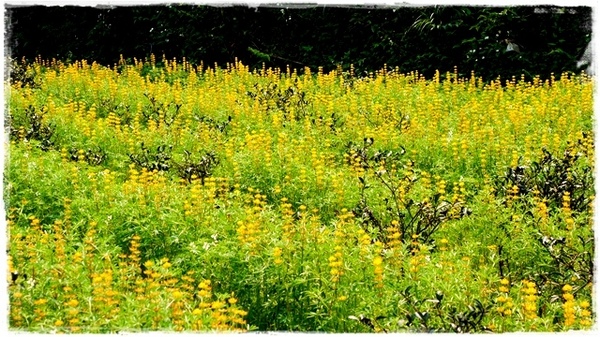 貓空樟樹步道:【台北◍•ᴗ•◍文山】賞花・樟樹步道賞魯冰花2015・3/19花況✯文山木柵貓空魯冰花景點|貓空的茶園開滿花