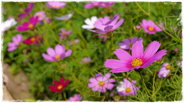 木柵樟樹步道波斯菊花海