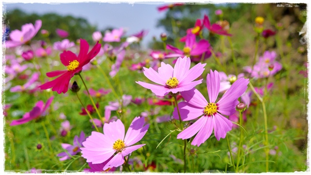 木柵樟樹步道波斯菊花海
