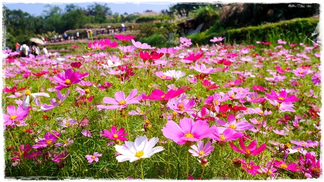 木柵樟樹步道波斯菊花海