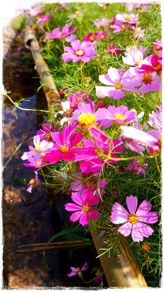 木柵樟樹步道波斯菊花海
