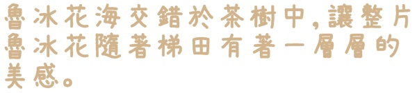 貓空樟樹步道:【台北◍•ᴗ•◍文山】賞花・樟樹步道賞魯冰花2015・3/19花況✯文山木柵貓空魯冰花景點|貓空的茶園開滿花