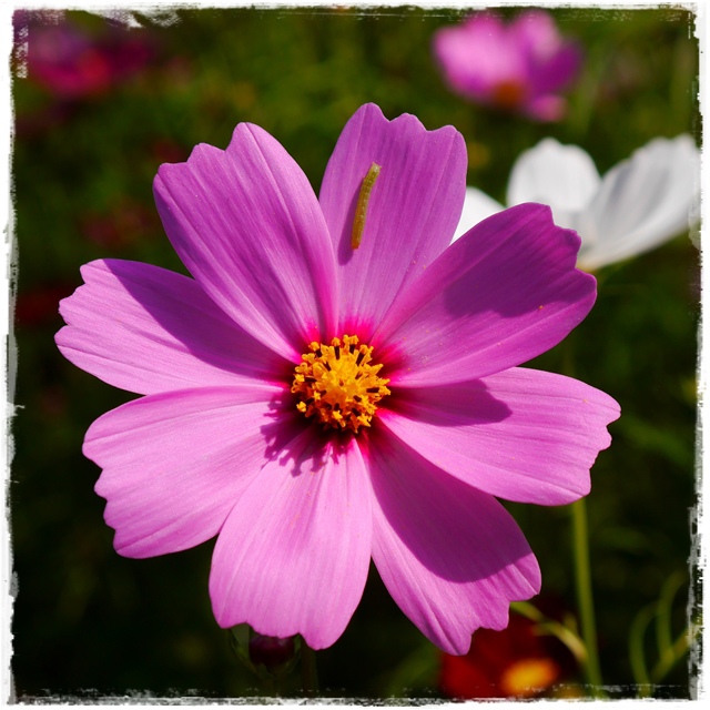 木柵樟樹步道波斯菊花海