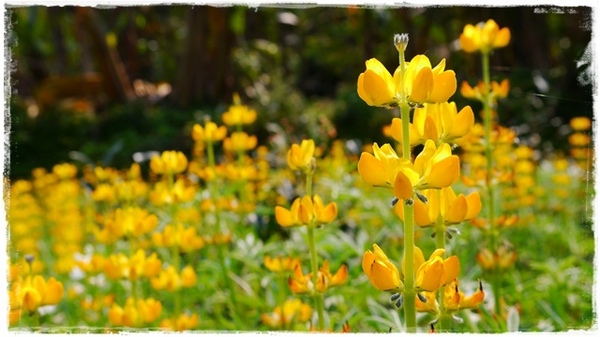 貓空樟樹步道:【台北◍•ᴗ•◍文山】賞花・樟樹步道賞魯冰花2015・3/19花況✯文山木柵貓空魯冰花景點|貓空的茶園開滿花