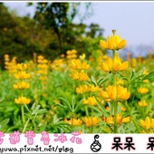 樟樹步道賞魯冰花