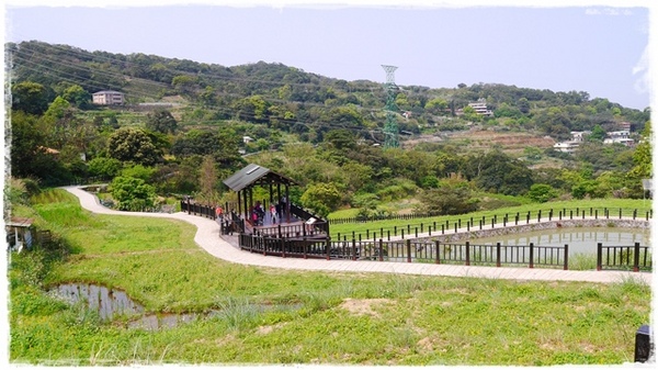 貓空樟樹步道:【台北◍•ᴗ•◍文山】賞花・樟樹步道賞魯冰花2015・3/19花況✯文山木柵貓空魯冰花景點|貓空的茶園開滿花