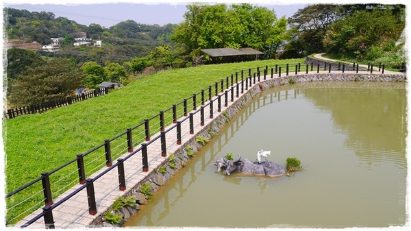 貓空樟樹步道:【台北◍•ᴗ•◍文山】賞花・樟樹步道賞魯冰花2015・3/19花況✯文山木柵貓空魯冰花景點|貓空的茶園開滿花