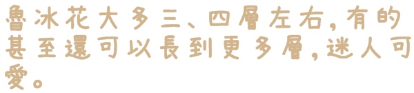 貓空樟樹步道:【台北◍•ᴗ•◍文山】賞花・樟樹步道賞魯冰花2015・3/19花況✯文山木柵貓空魯冰花景點|貓空的茶園開滿花