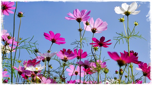 木柵樟樹步道波斯菊花海