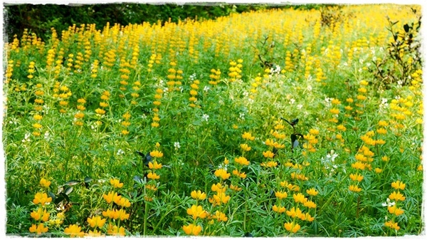 貓空樟樹步道:【台北◍•ᴗ•◍文山】賞花・樟樹步道賞魯冰花2015・3/19花況✯文山木柵貓空魯冰花景點|貓空的茶園開滿花