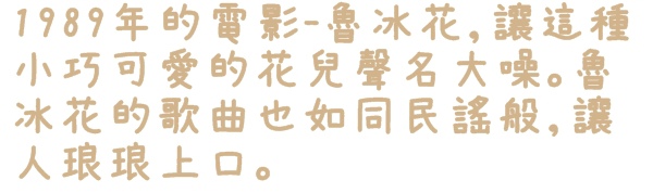 貓空樟樹步道:【台北◍•ᴗ•◍文山】賞花・樟樹步道賞魯冰花2015・3/19花況✯文山木柵貓空魯冰花景點|貓空的茶園開滿花