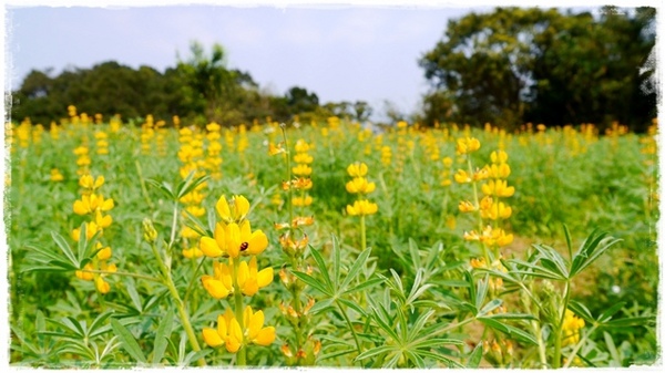 貓空樟樹步道:【台北◍•ᴗ•◍文山】賞花・樟樹步道賞魯冰花2015・3/19花況✯文山木柵貓空魯冰花景點|貓空的茶園開滿花
