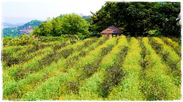 貓空樟樹步道:【台北◍•ᴗ•◍文山】賞花・樟樹步道賞魯冰花2015・3/19花況✯文山木柵貓空魯冰花景點|貓空的茶園開滿花