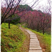 騰龍御櫻賞櫻秘境