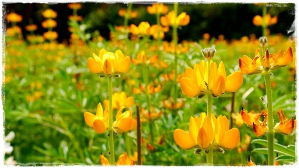 貓空樟樹步道:【台北◍•ᴗ•◍文山】賞花・樟樹步道賞魯冰花2015・3/19花況✯文山木柵貓空魯冰花景點|貓空的茶園開滿花