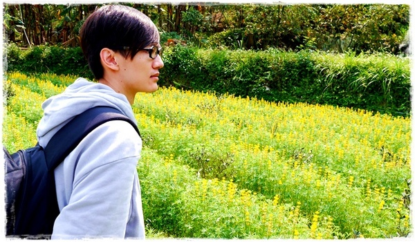 貓空樟樹步道:【台北◍•ᴗ•◍文山】賞花・樟樹步道賞魯冰花2015・3/19花況✯文山木柵貓空魯冰花景點|貓空的茶園開滿花