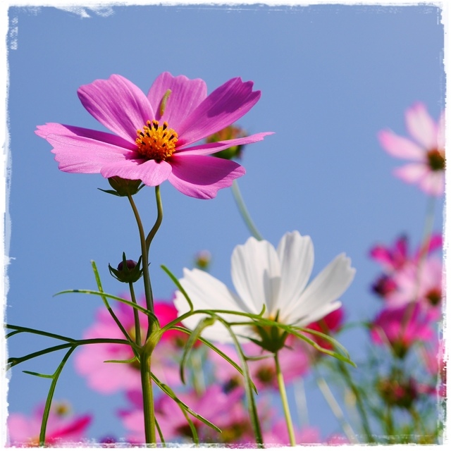 木柵樟樹步道波斯菊花海