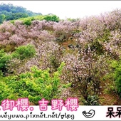 貓空樟樹步道:【台北◍•ᴗ•◍文山】賞花・樟樹步道賞魯冰花2015・3/19花況✯文山木柵貓空魯冰花景點|貓空的茶園開滿花