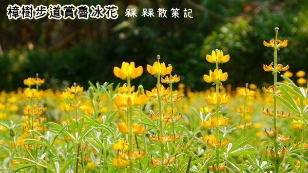 貓空樟樹步道:【台北◍•ᴗ•◍文山】賞花・樟樹步道賞魯冰花2015・3/19花況✯文山木柵貓空魯冰花景點|貓空的茶園開滿花