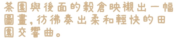 貓空樟樹步道:【台北◍•ᴗ•◍文山】賞花・樟樹步道賞魯冰花2015・3/19花況✯文山木柵貓空魯冰花景點|貓空的茶園開滿花