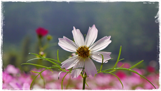 木柵樟樹步道波斯菊花海
