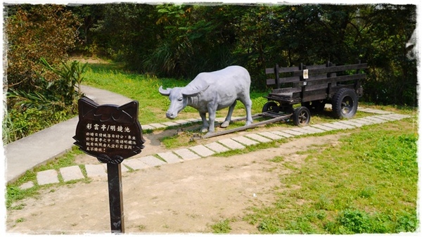 貓空樟樹步道:【台北◍•ᴗ•◍文山】賞花・樟樹步道賞魯冰花2015・3/19花況✯文山木柵貓空魯冰花景點|貓空的茶園開滿花