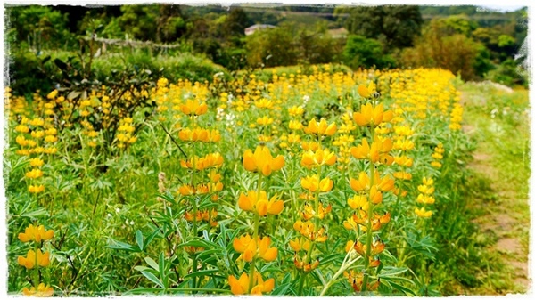 貓空樟樹步道:【台北◍•ᴗ•◍文山】賞花・樟樹步道賞魯冰花2015・3/19花況✯文山木柵貓空魯冰花景點|貓空的茶園開滿花