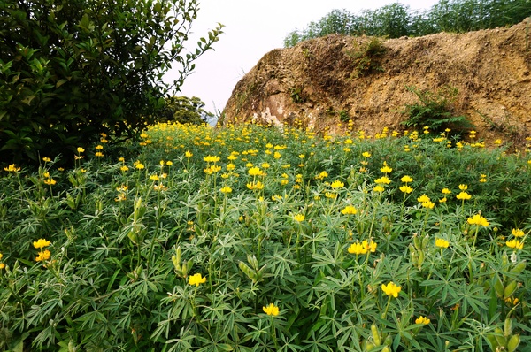 貓空樟樹步道:貓空樟樹步道 - 魯冰花的季節