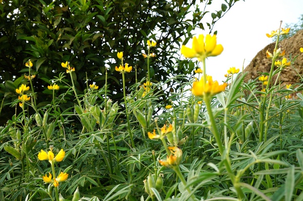 貓空樟樹步道:貓空樟樹步道 - 魯冰花的季節