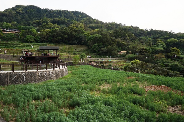 貓空樟樹步道:貓空樟樹步道 - 魯冰花的季節