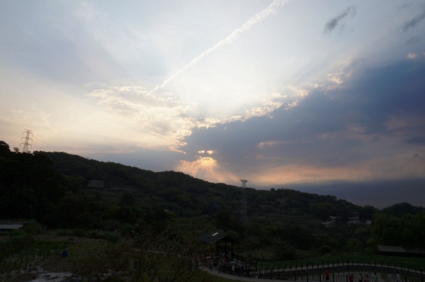 貓空樟樹步道:貓空樟樹步道 - 魯冰花的季節
