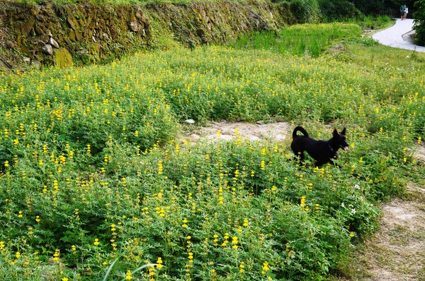 貓空樟樹步道:貓空樟樹步道 - 魯冰花的季節