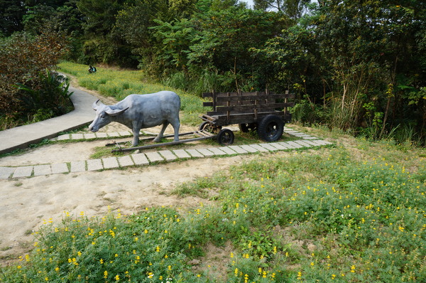 貓空樟樹步道:貓空樟樹步道 - 魯冰花的季節