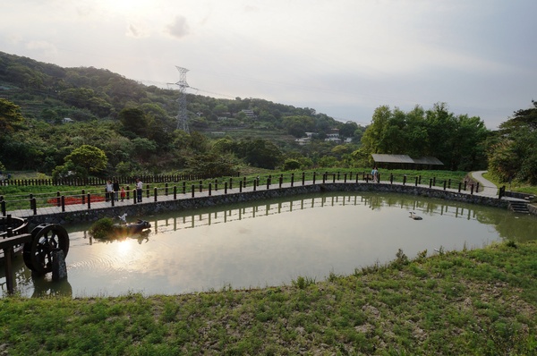 貓空樟樹步道:貓空樟樹步道 - 魯冰花的季節
